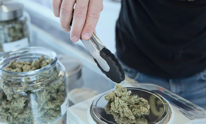 weighing cannabis flower