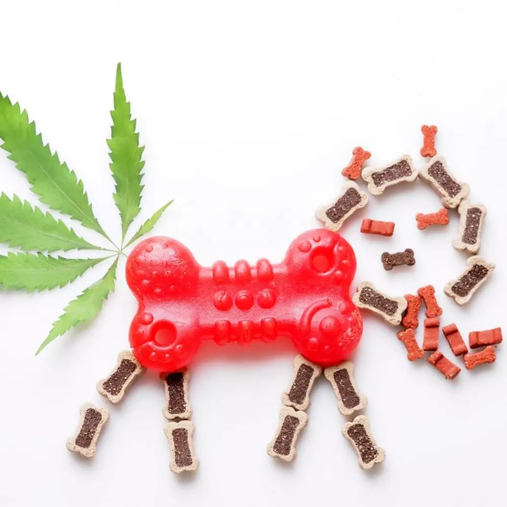 Are Cannabis Edibles Safe For Dogs?