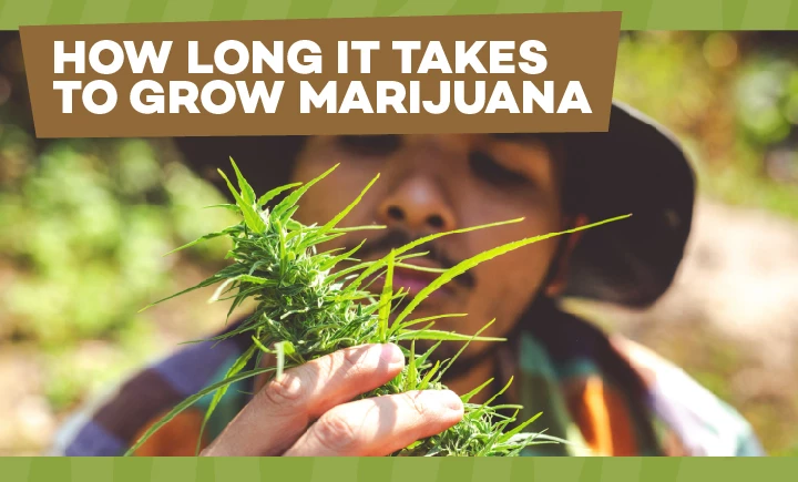 how long it taks to grow marijuana