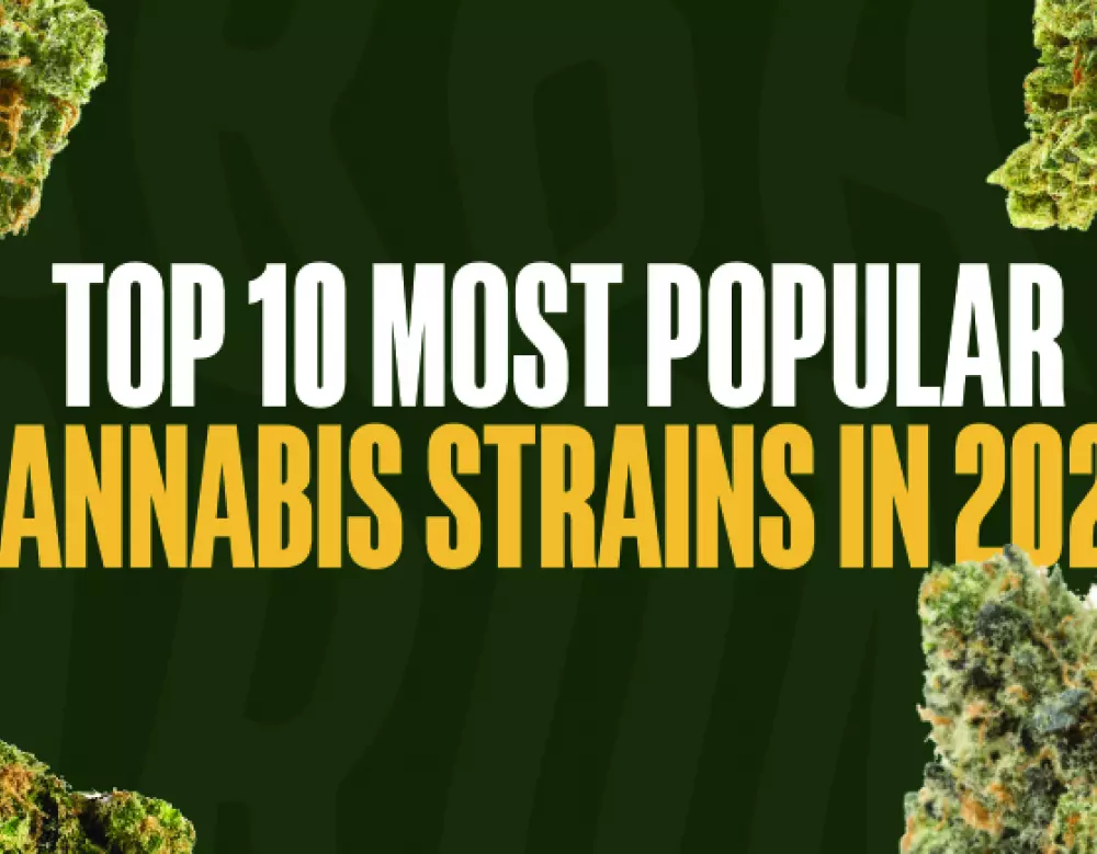 The Top 10 Most Popular Cannabis Strains in 2023: A Comprehensive Guide
