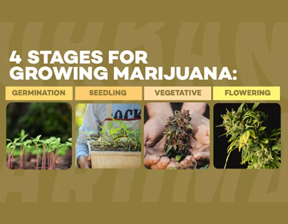 4 stages of growing marijuana