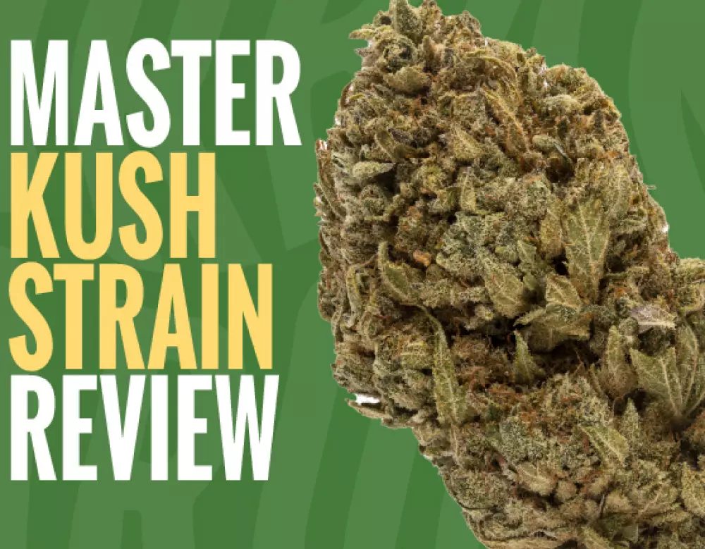 master kush strain review