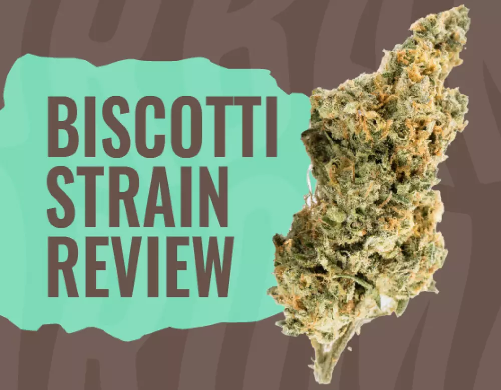 biscotti strain review