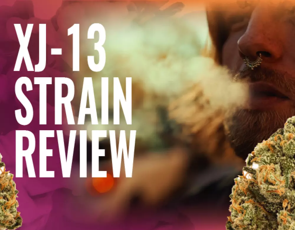 xj-13 strain review