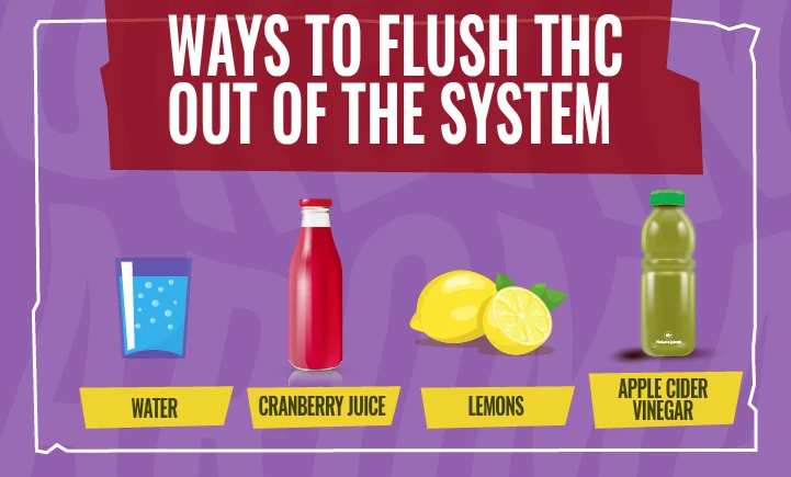 ways to flush thc out of the system