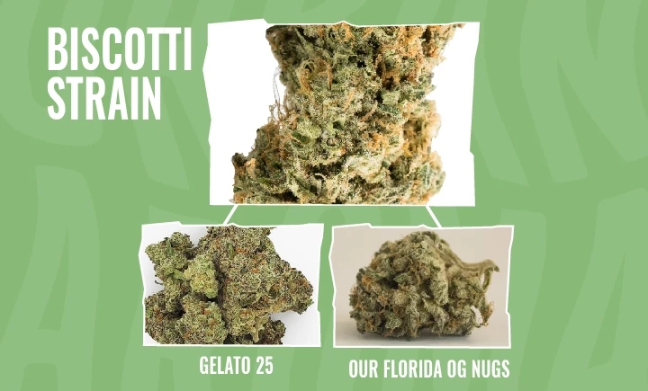 biscotti strain