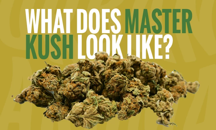 what does master kush look like