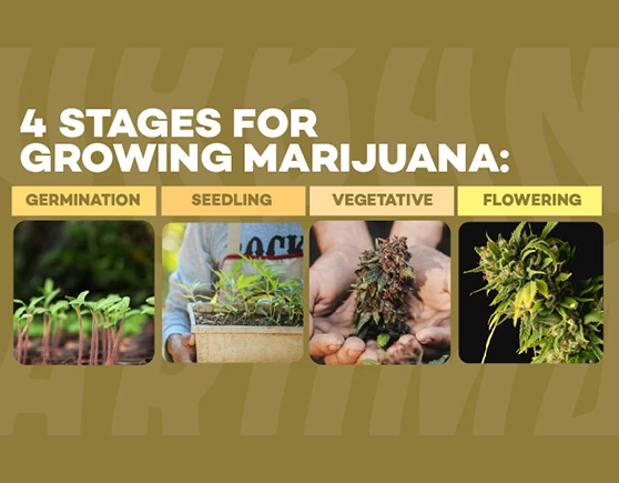 4 stages for growing marijuana