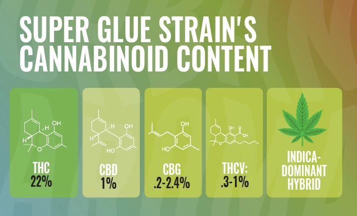 super glue strain cannabinoid content