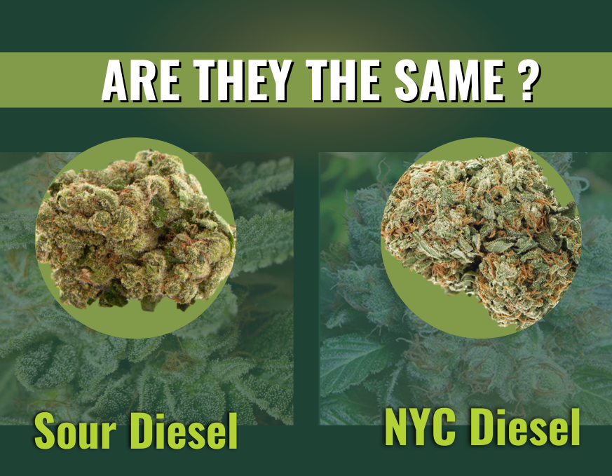 nyc diesel vs sour diesel