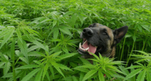 Are Cannabis Edibles Safe For Dogs? | Urban Aroma