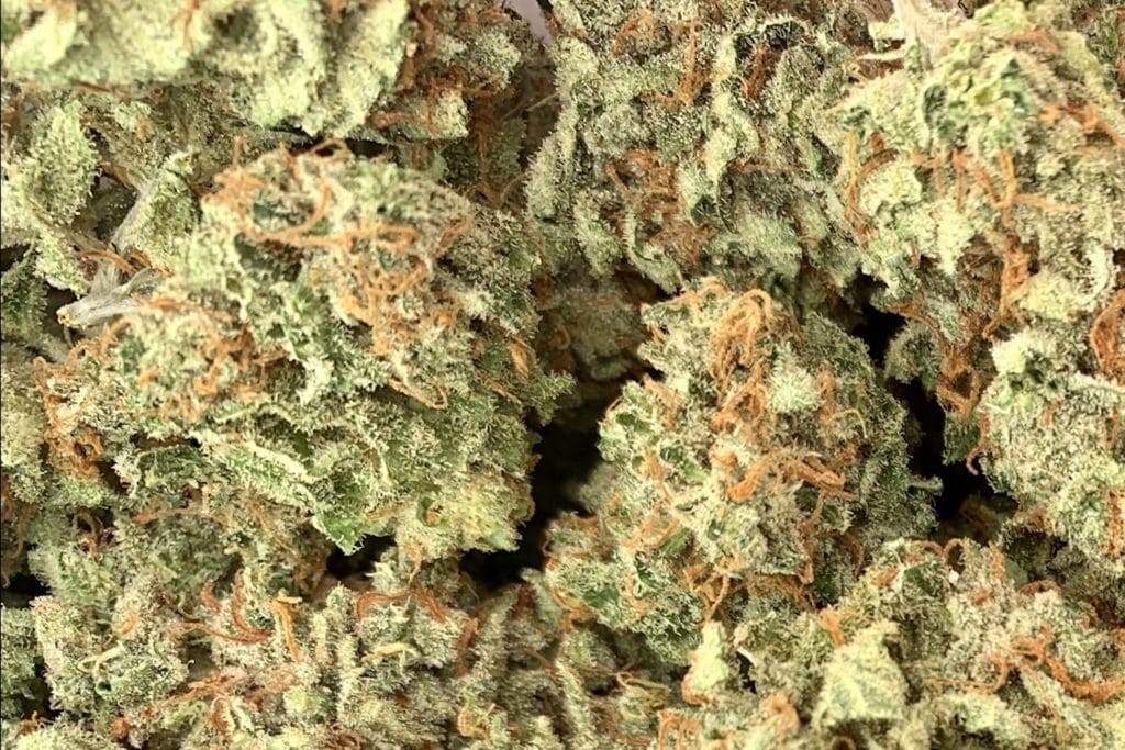 Kandy Kush Barcelona flower