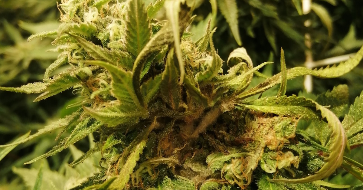 marijuana close up