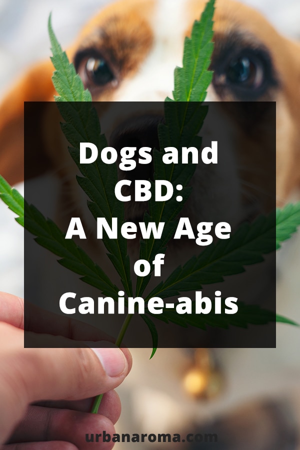 Dogs and CBD a new age of canine-bis