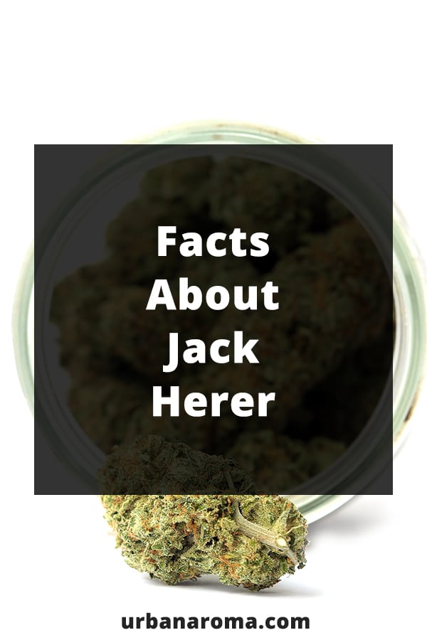 facts about jack herer