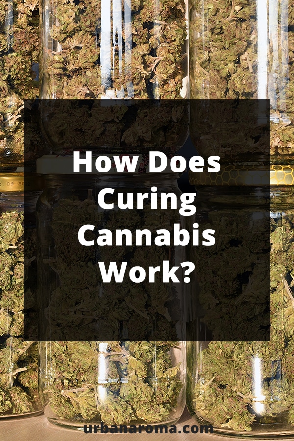 How Does Curing Cannabis Work? urban aroma