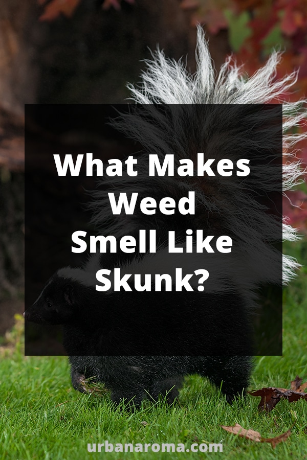 what makes weed smell like skunk urban aroma
