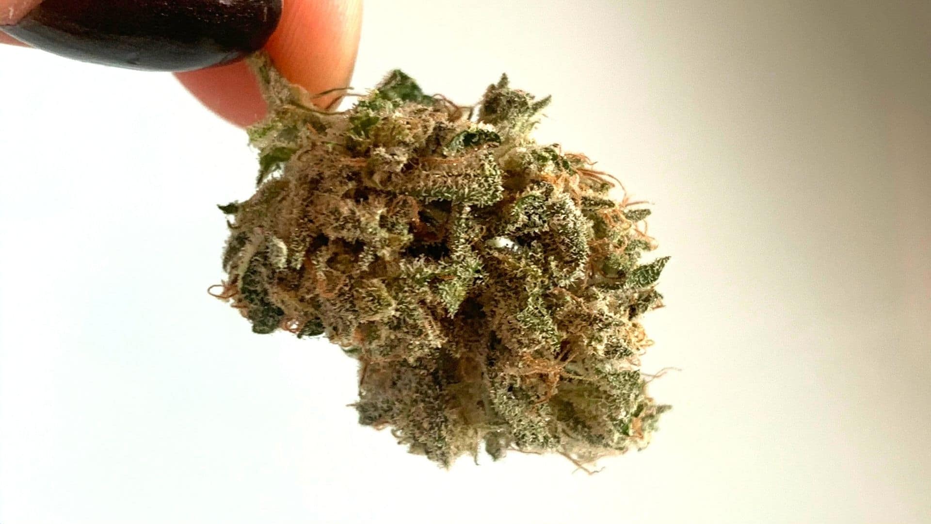 White Cherry Truffle Strain