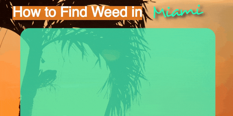miami weed